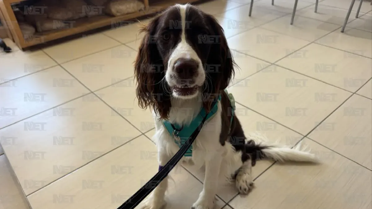 Piden nuevo requisito sanitario para cruzar mascotas de Juárez a El Paso