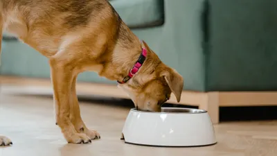 ¿Cuántas veces al día debe comer tu mascota? Esto dicen los expertos