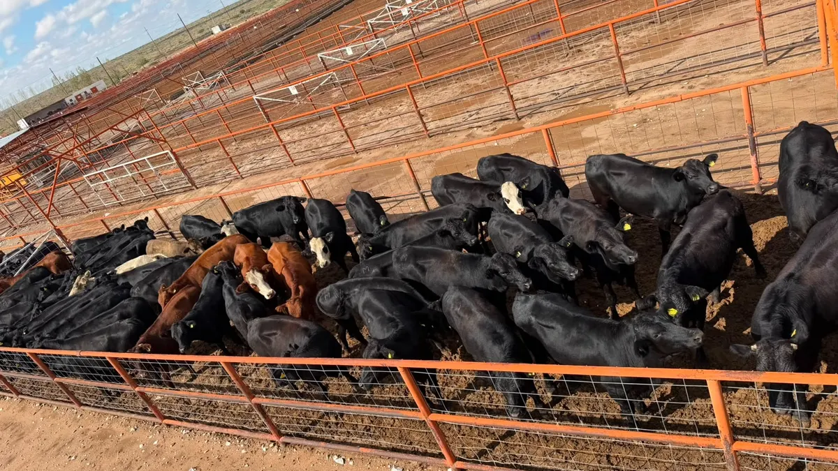 Chihuahua reanuda exportación de ganado a EU por San Jerónimo-Santa Teresa