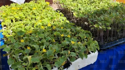 Regalará Parque Central 300 árboles y semillas en Feria Ambiental