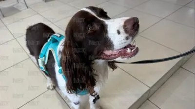 Piden nuevo requisito sanitario para cruzar mascotas de Juárez a El Paso