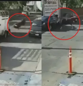Toro cae de camioneta en movimiento, enfurece y embiste vehículos en Michoacán