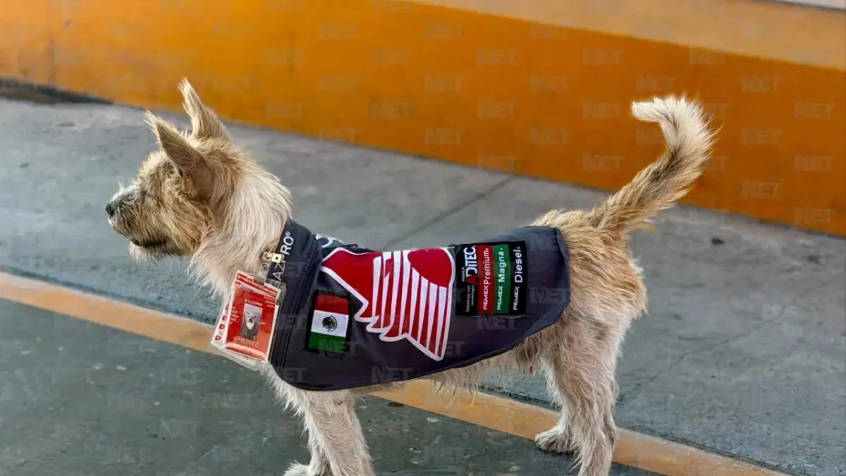 Adoptan a perrito callejero y lo nombran 'gerente general' de gasolinera