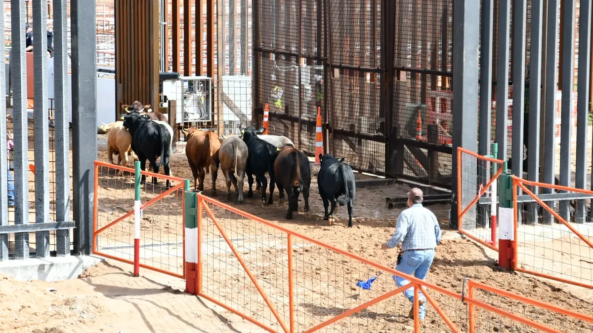 Chihuahua reanuda exportación de ganado a EU por San Jerónimo-Santa Teresa
