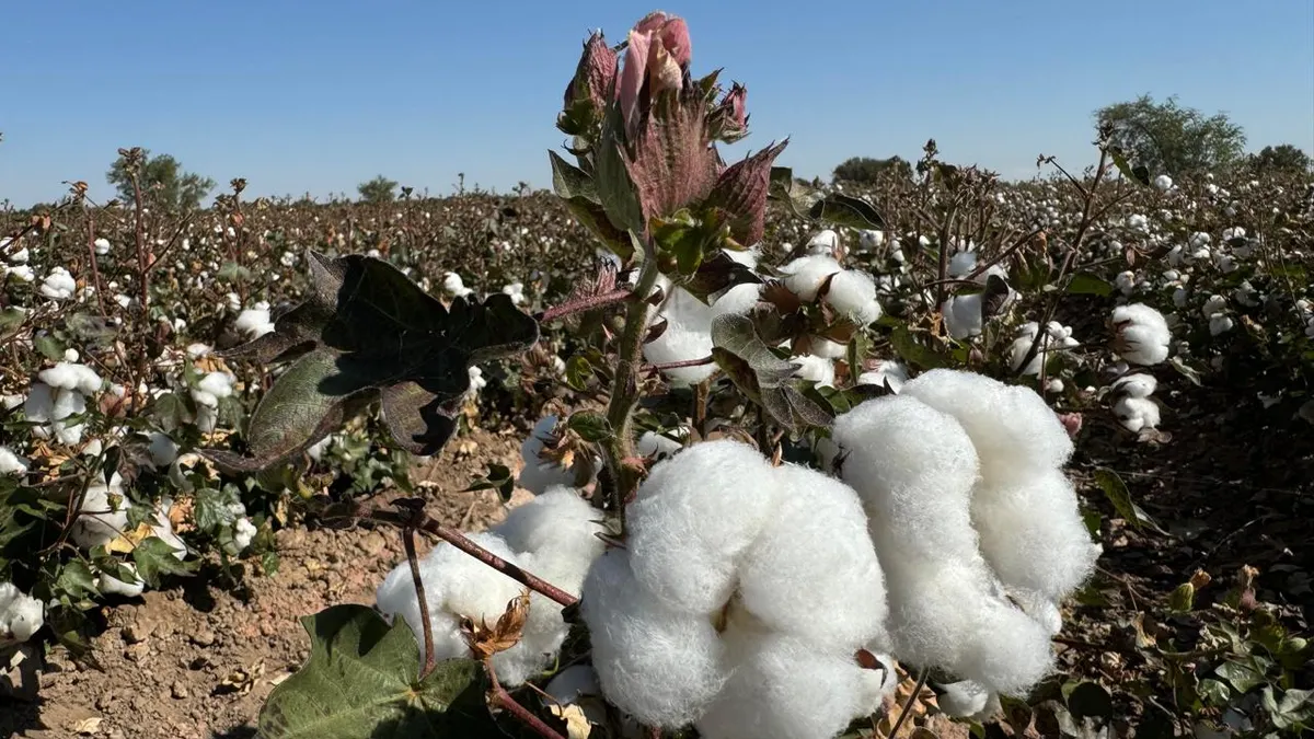 Algodón, el 'Oro Blanco' que hizo crecer a Juárez y hoy casi ha desaparecido