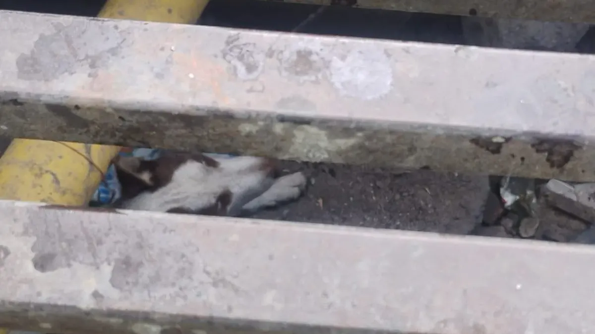 Rescatan Bomberos a perro que cayó en alcantarilla en colonia San Antonio