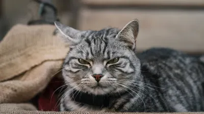 ¿Tu gato está enojado? Aprende a reconocer las señales antes del arañazo