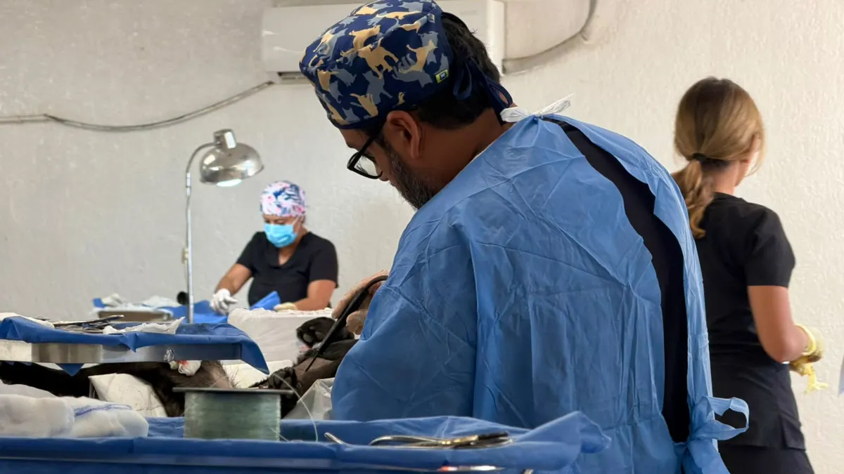 Ofrece DABA esterilización gratuita para perros y gatos este fin de semana