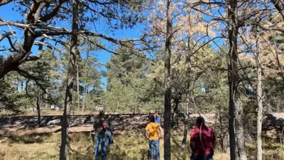 Deja sequía árboles vulnerables a plaga en la Sierra Tarahumara