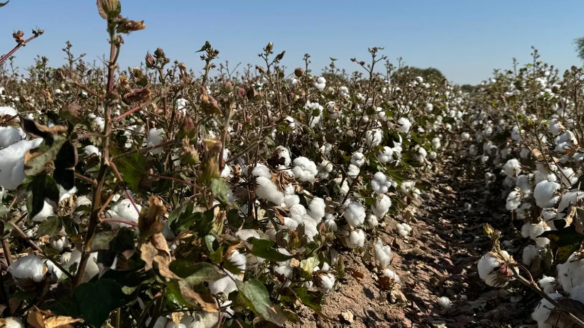 Algodón, el 'Oro Blanco' que hizo crecer a Juárez y hoy casi ha desaparecido