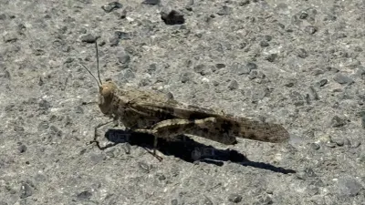 Presencia de chapulines en Juárez no es una plaga, explican expertos