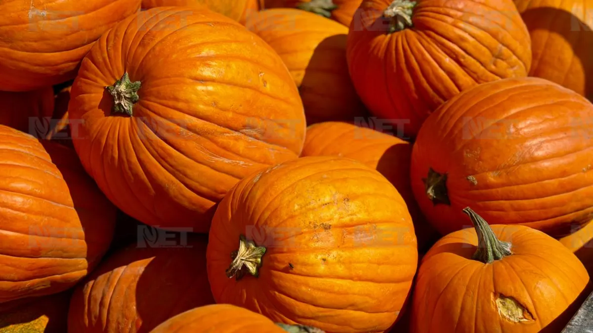 Llegan calabazas de Cuauhtémoc para Halloween a la frontera