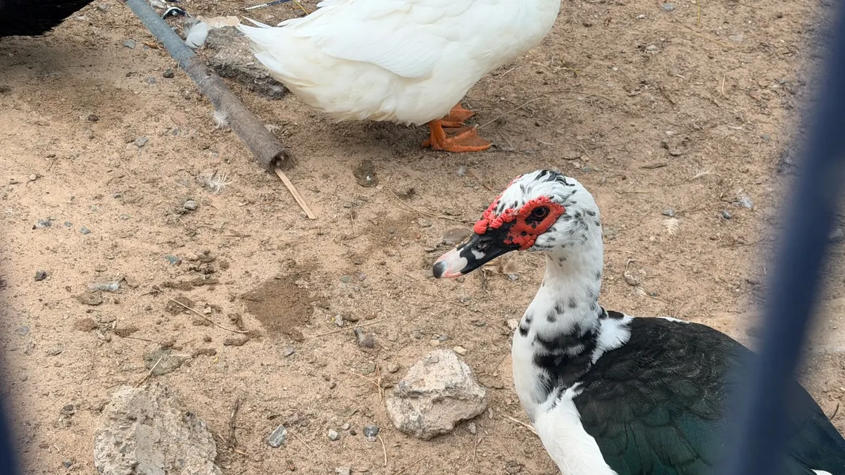 Especialistas explican carnosidades en patos del Parque Central