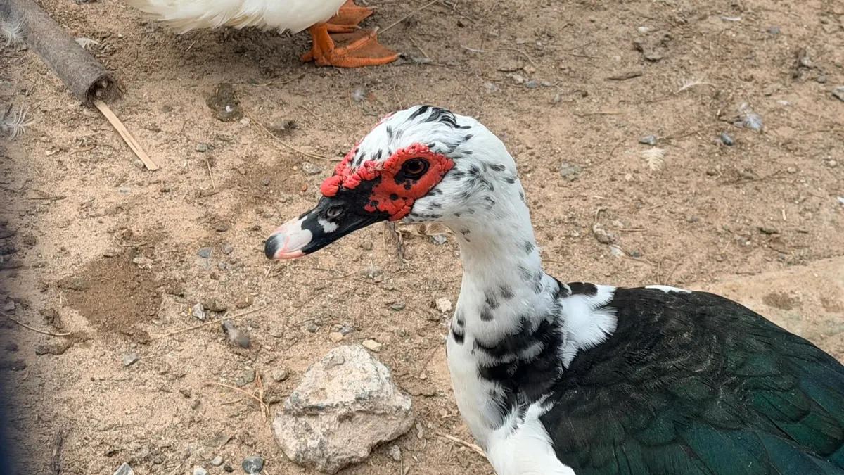 Especialistas explican carnosidades en patos del Parque Central
