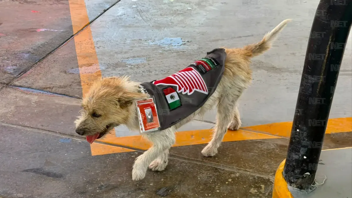 Adoptan a perrito callejero y lo nombran 'gerente general' de gasolinera