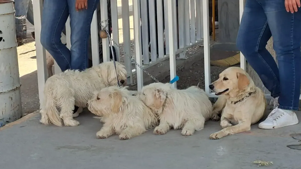 Realizan jornada de esterilización de mascotas en Infonavit Jarudo