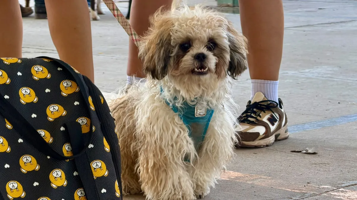Ofrece DABA esterilización gratuita para perros y gatos este fin de semana