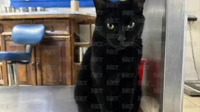 Pausa DABA adopciones de gatos durante octubre en Juárez