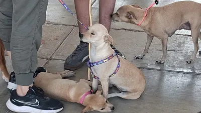 Implementa DABA citas para esterilizaciones gratuitas en Juárez