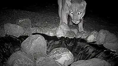 Captan en video a puma en Médanos de Samalayuca
