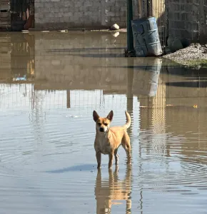 Desborda drenaje en Villas del Sur III y deja 150 casas rodeadas de aguas negras