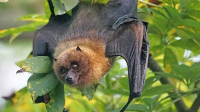 Detectan murciélago con rabia en El Paso