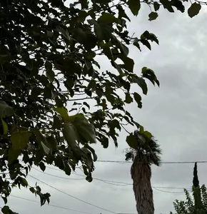 Mantienen alerta amarilla por vientos de hasta 70 km/h en Juárez