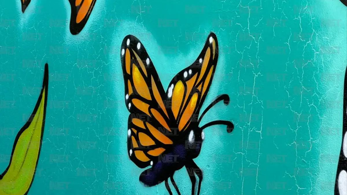 Invitan a observar ruta de la mariposas monarca