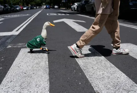 Otorga IMPI a familia del pato Merlín los derechos de su imagen
