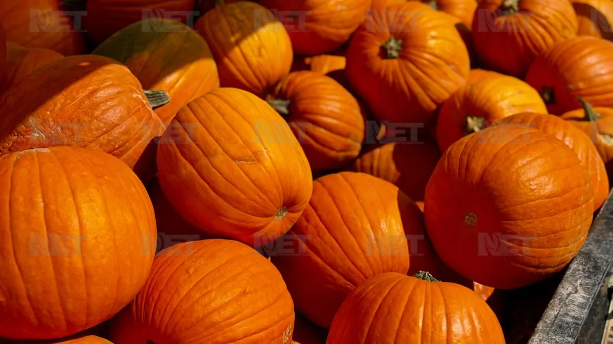 Llegan calabazas de Cuauhtémoc para Halloween a la frontera