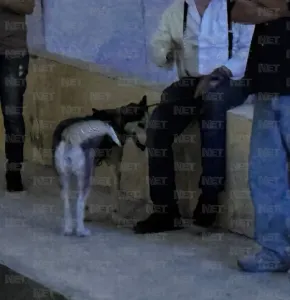 Asegura DABA a husky que mordió a niño en la Feria del Libro