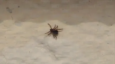 Alerta Salud por altos casos de rickettsiosis en Chihuahua y Juárez