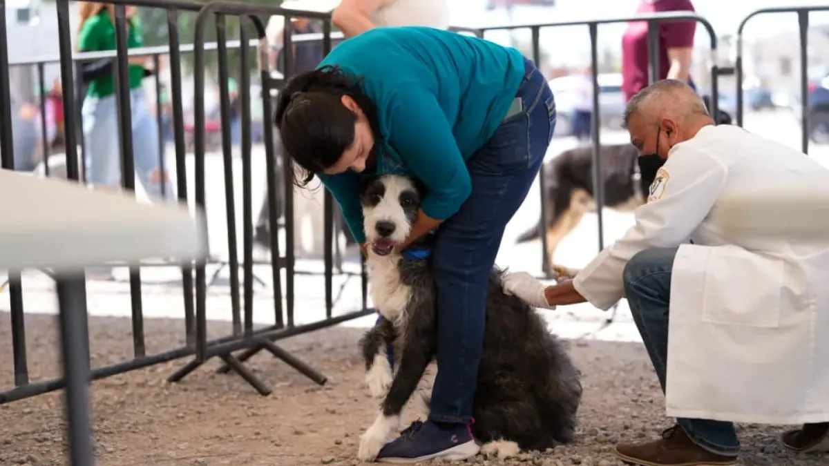 Jornada de salud animal del Partido Verde atiende a más de 600 mascotas