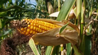 Arranca Chihuahua entrega de 275 toneladas de maíz rolado para productores