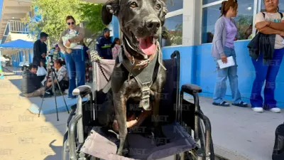 Analizan nuevas jornadas de esterilización gratuita por alta demanda