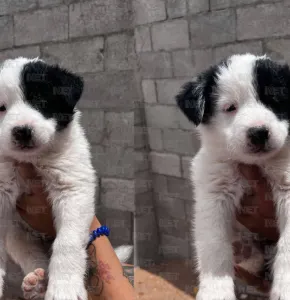 Pide juarense ayuda para recuperar a su perrito Koda