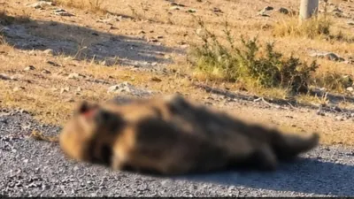 Hallan sin vida a hijo del alcalde de Tecamachalco en carretera de Puebla