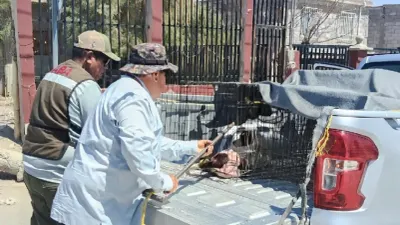 Rescatan a perro atrapado en barandal de vivienda en colonia Tierra Nueva