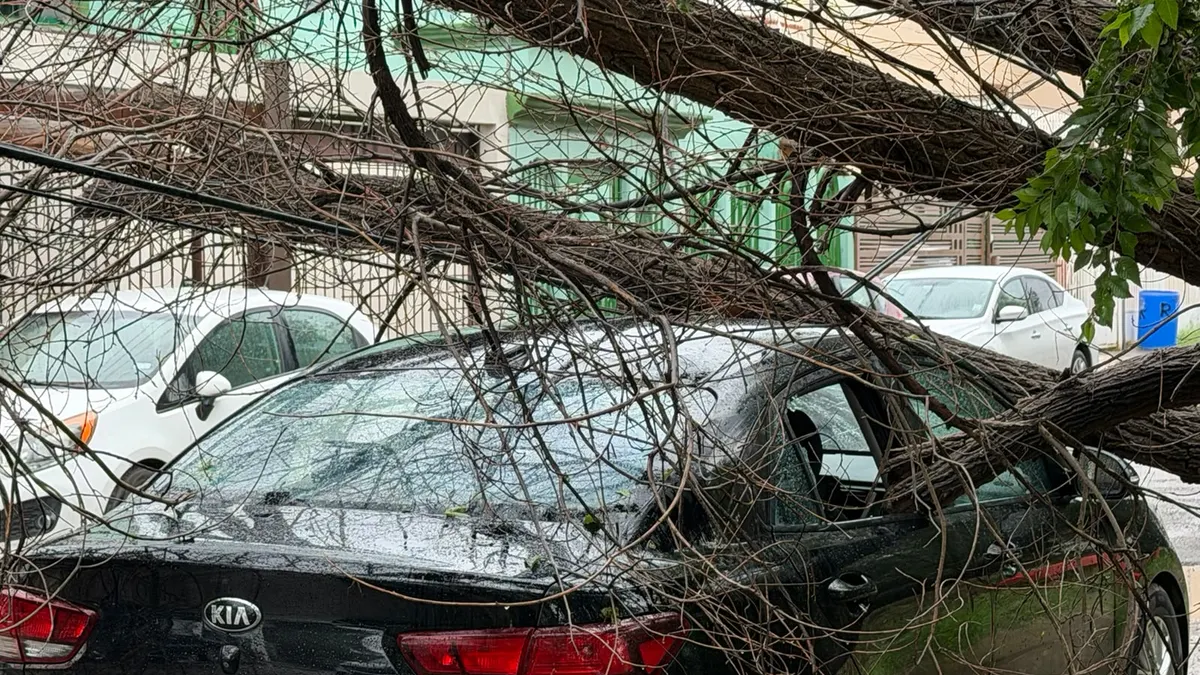 Colapsa árbol seco sobre auto en calle Río Nilo tras lluvias