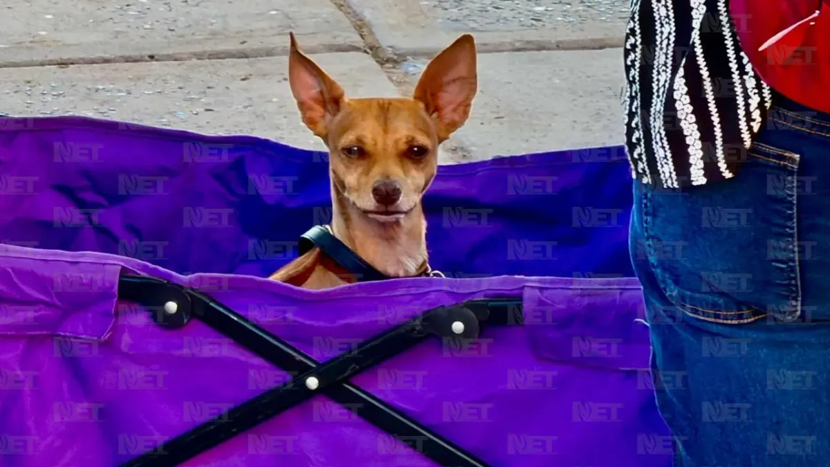 Esterilizan gratis a mascotas en escuela de Infonavit Juárez Nuevo