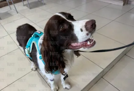 Piden nuevo requisito sanitario para cruzar mascotas de Juárez a El Paso
