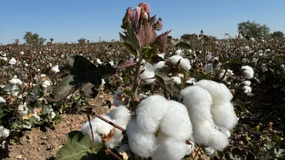 Algodón, el 'Oro Blanco' que hizo crecer a Juárez y hoy casi ha desaparecido