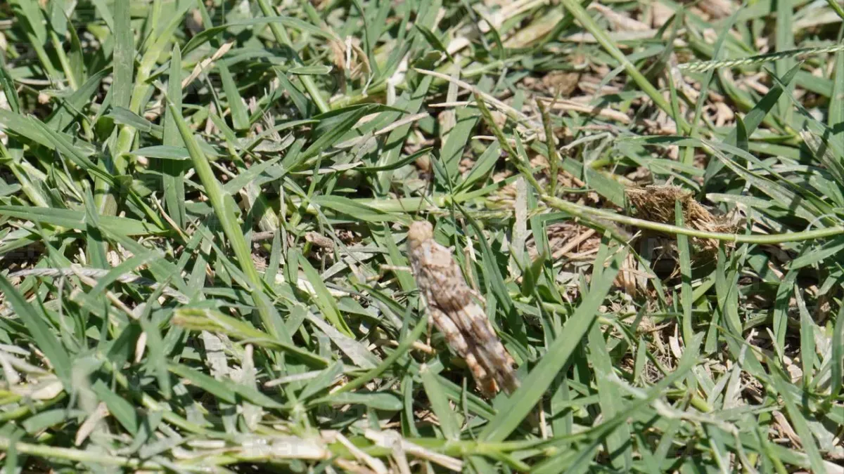 Presencia de chapulines en Juárez no es una plaga, explican expertos
