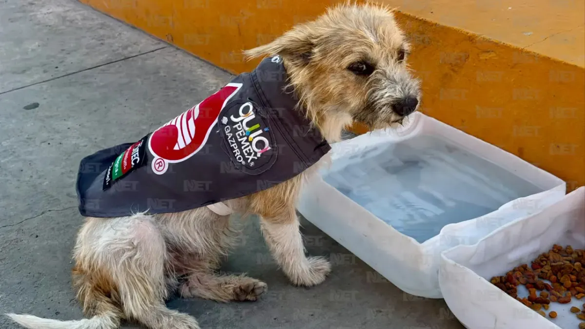 Adoptan a perrito callejero y lo nombran 'gerente general' de gasolinera