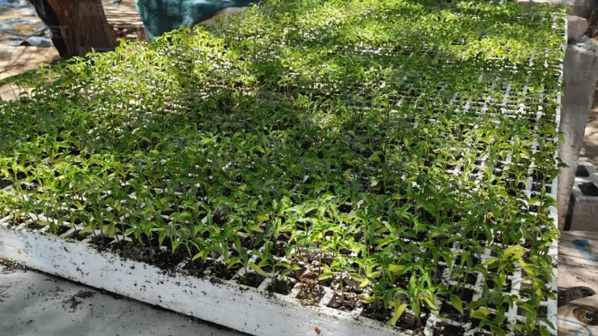 Regala Parque Central 800 árboles en Feria Ambiental