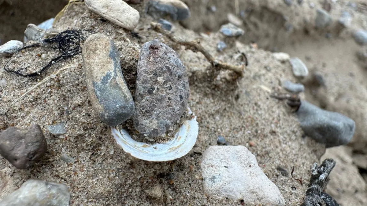 Desbordamiento del río Bravo deja al descubierto conchas y langostinos