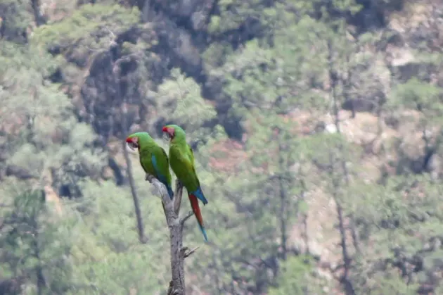 Sorprende histórico avistamiento de guacamayas verdes en Cascada de Basaseachi