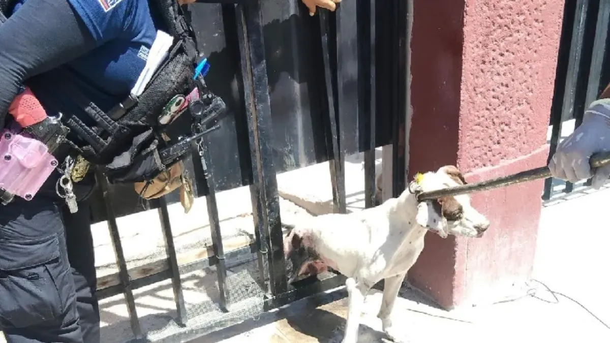 Rescatan a perro atrapado en barandal de vivienda en colonia Tierra Nueva