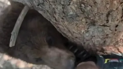 Osos acorralan a senderista trepado de un árbol en Nuevo León