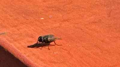 Alertan por proliferación moscas en Juárez debido a humedad y calor